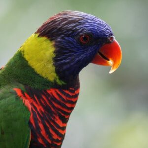 716t1lyr7gl. Ac Sl1500 .jpg